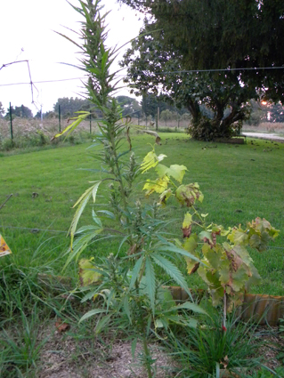 [Image: Plante.jpg]