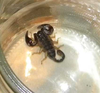 [Image: scorpion.jpg]
